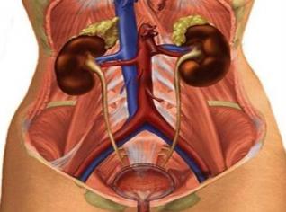 Sistema urinário adulto Imagem: reprodução